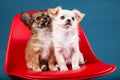 Studio shot of a Chihuahua puppys on red seat Royalty Free Stock Photo