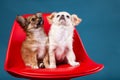 Studio shot of a Chihuahua puppys on red seat Royalty Free Stock Photo