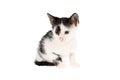 Studio shot of a cute, black and white, two months old kitten with mucky nose and ears, isolated on white background