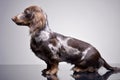 Studio shot of a cute Dachshund puppy