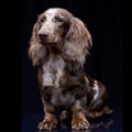 Studio shot of a cute Dachshund puppy