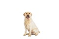 Studio shot of cute dog, cream color Labrador Retriever isolated on white studio background. Concept of motion Royalty Free Stock Photo