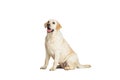 Studio shot of cute dog, cream color Labrador Retriever isolated on white studio background. Concept of motion Royalty Free Stock Photo