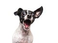 studio shot of a cute dog on an isolated background Royalty Free Stock Photo