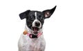 studio shot of a cute dog on an isolated background Royalty Free Stock Photo