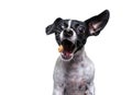 studio shot of a cute dog on an isolated background Royalty Free Stock Photo