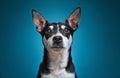 studio shot of a cute dog on an isolated background Royalty Free Stock Photo