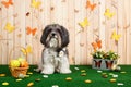 Studio shot of a cute dog in vibrant Spring Easter scene