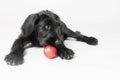 Puppy of a Giant Black Schnauzer Dog is plying with a Christmas