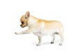 Studio shot of cute small chihuhua dog walking around, posing in motion isolated over white background. Marching Royalty Free Stock Photo