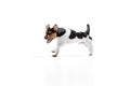 Studio shot of cute small dog, Jack Russell Terrier having fun, posing isolated on white background. Concept of motion Royalty Free Stock Photo