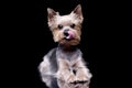 Studio shot of a cute Yorkshire Terrier Royalty Free Stock Photo