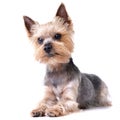 Studio shot of a cute Yorkshire Terrier Royalty Free Stock Photo