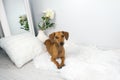 Studio shot of dachshund on the white carpet Royalty Free Stock Photo