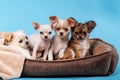 Studio shot of a different Chihuahua puppys Royalty Free Stock Photo