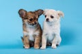 Studio shot of a different Chihuahua puppys on blue Royalty Free Stock Photo