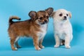 Studio shot of a different Chihuahua puppys on blue Royalty Free Stock Photo