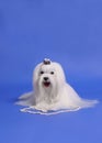 Maltese dog Royalty Free Stock Photo