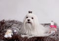 Maltese dog Royalty Free Stock Photo