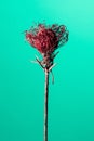 Studio shot of a dry Protea flower Royalty Free Stock Photo