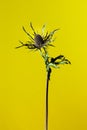 Studio shot of a dry Purple Teasel flower Royalty Free Stock Photo