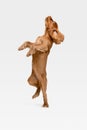 Studio shot of english cocker spaniel dog isolated on white studio background Royalty Free Stock Photo