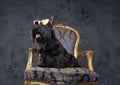 Stylish black scottish terrier with heart shaped sunglasses Royalty Free Stock Photo