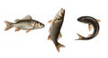 Three Different Types of Fish Isolated on a White Background Royalty Free Stock Photo
