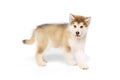 Studio shot of fluffy cute beautiful Malamute puppy posing isolated over white background. Pet looks healthy and happy