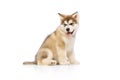 Studio shot of fluffy cute beautiful Malamute puppy posing isolated over white background. Pet looks healthy and happy