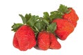 Studio Shot of Four Fresh Organic Red Strawberries Royalty Free Stock Photo