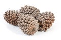 Studio Shot of Four Gathered Old Pine Cones Royalty Free Stock Photo