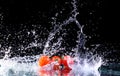 freeze motion of cherry tomatoes in water splash on black background with copy space Royalty Free Stock Photo