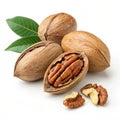 Studio Shot of Fresh Pecan Nuts with Leaves: High-Resolution Image Royalty Free Stock Photo