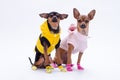 Studio shot of funny pedigree mini dogs. Royalty Free Stock Photo