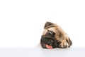 Studio shot of funny purebred dog, pug, posing, reaching food with tongue isolated over white background