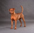 Studio shot of German Pinscher