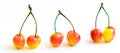 Studio shot group of Rainier cherries in a row with long stems  on white Royalty Free Stock Photo