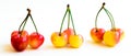 Studio shot group of Rainier cherries in a row with long stems isolated on white Royalty Free Stock Photo