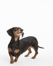 Black and Tan Doxie looking up at camera on a white background