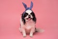 Studio shot of Japanese Chin with fuuny hair band