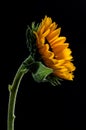 Studio shot of a large beautiful sunflower on Black background Royalty Free Stock Photo