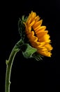 Studio shot of a large beautiful sunflower on Black background