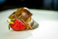 Studio Shot of Large Brown Snail Achatina Eating Red Ripe Strawberries.