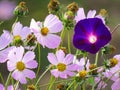 Studio Shot of Lilac Colored Colhicum Flowers Isolated on White Background. Large Depth of Field Macro Royalty Free Stock Photo