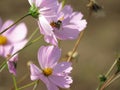 Studio Shot of Lilac Colored Colhicum Flowers Isolated on White Background. Large Depth of Field Macro Royalty Free Stock Photo