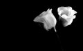 Lisianthus Flowers against back background