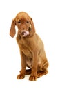 Studio shot of a lovely magyar vizsla puppy Royalty Free Stock Photo