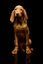 Studio shot of a lovely magyar vizsla puppy Royalty Free Stock Photo