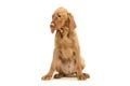 Studio shot of a lovely magyar vizsla puppy Royalty Free Stock Photo